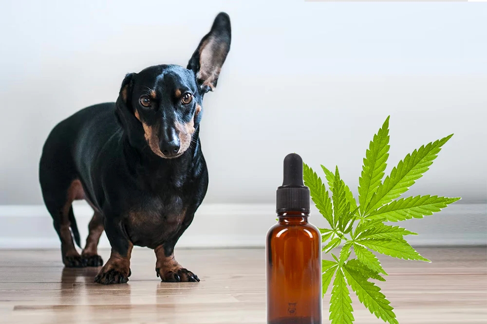 Everything You Need to Know About CBD Oil for Dogs